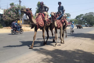 migrated labour travel on camel in  jagitial district