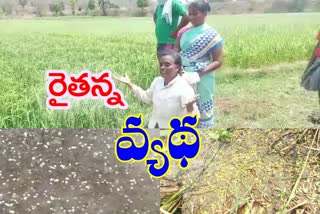 unseasonal rains at kothaguda mandal mahabubabad district