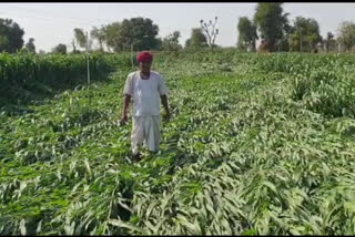 जालोर न्यूज़,  रानीवाड़ा न्यूज़,  रानीवाड़ा में फसलें बरबाद,  किसान परेशन,  Jalore news.  Raniwada news . Crops destroyed in Raniwara