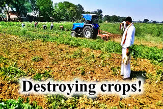 COVID-19 impact: In despair, farmer destroys crop in UP