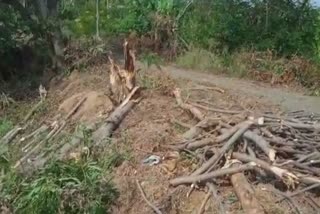 Unidentified persons cut down trees in Poolangulam