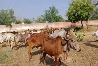 alwar news, Cattle, अलवर न्यूज, गोवंश