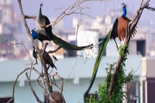 group of peacocks enjoying in ameenpur hyderabad