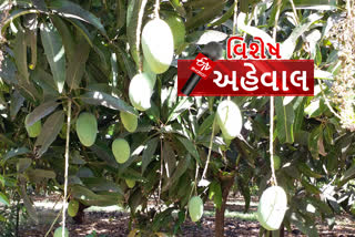 corona virus can affect mango exports