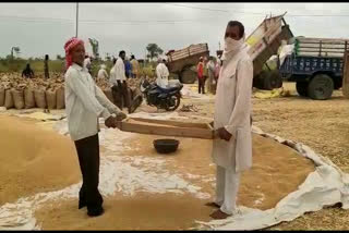 Wheat kept in open at procurement centers wet in rain