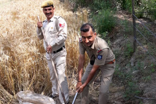 Himachal Police