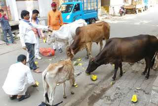 कार्यकर्ताओं ने बेजुबानों को कराया भोजन