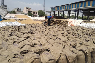 jhajjar grain market