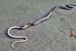 The cobra swallowed the cobra in Angola