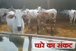 shortage of Feed for cows in gaushala faridabad