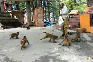 Rampal feeding food to  monkeys in Jakhu