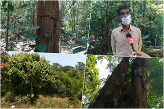 പട്ടയഭൂമി വയനാട്  വയനാട് റിസർവ് ചെയ്‌ത മരങ്ങൾ  റിസർവ് മരങ്ങള്‍ മുറിക്കും  Protest against cutting down reserved trees  wayanadu reserved trees  government order on cutting trees