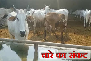 shortage of Feed for cows in gaushala faridabad