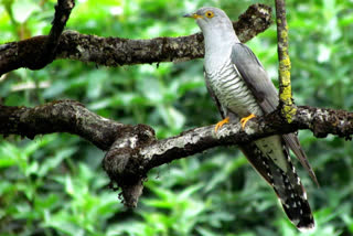 Indian cuckoo