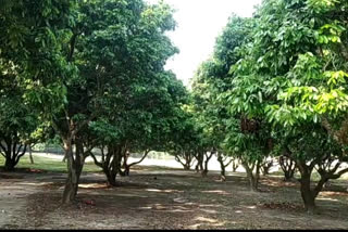 insect destroying litchi in motihari