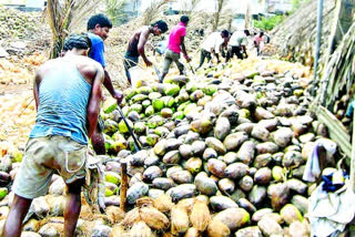 The coconut business