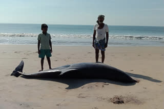 Carcass of dolphin washes ashore in Tamil Nadu