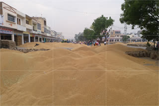 Wheat procure in Gohana mandi