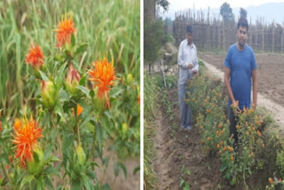 Farmer cultivates saffron, sample to be sent for test to Agricultural University