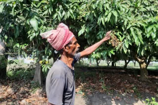 Bihar's litchi farmers in the lurch following lockdown extension