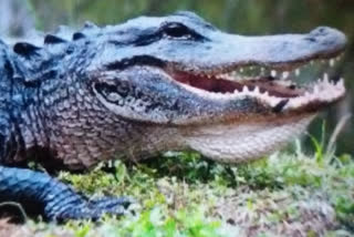 There has been a stir in the administration since the death of alligator in the Delhi Zoo.