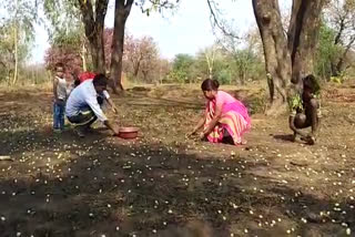 rural-area-tribal-are-collecting-mahua-during-lockdown-in-bilaspur