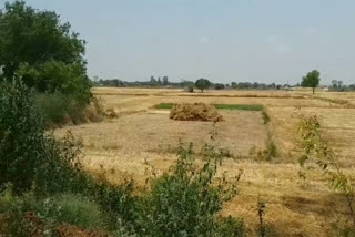 field crop spoiling khubdoo village