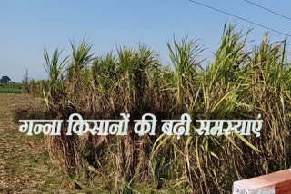 increased problems sugarcane farmers