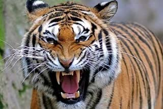 Tiger attacked villagers in Umaria