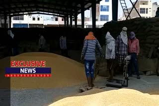 Wheat arrivals reduced in Faridabad sector 16 Grain Market due to rainfall