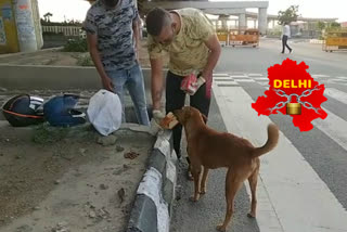 Sumit feeding animals for two times during lockdown in Burari