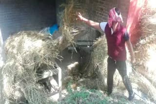wheat farming in hamirpur