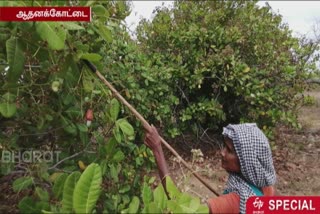 Will the Tamil Nadu Government support the cashew farmers who lose their livelihood?