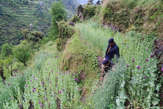 illegal cultivation of opium