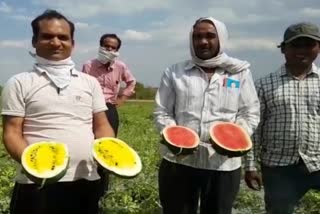 yellow watermelon in pine apple flavor in betul