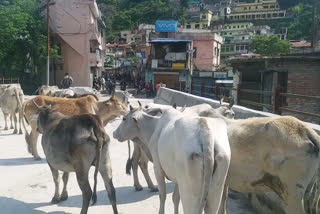 आवारा घूम रहे गोवंश