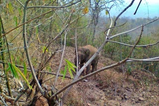 Elephant separated from the group attacked 2 men in gariaband