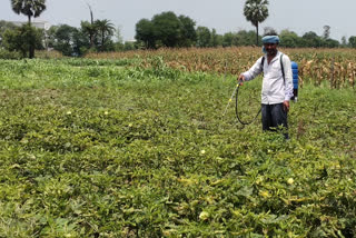 बारिश के कारण सब्जी उत्पादक परेशान