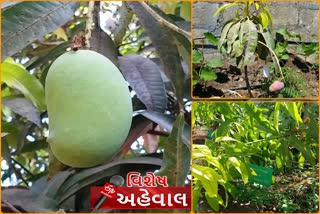 જૂનાગઢના ભાલછેલમાં હવે વિશ્વમાં પાકતી સૌથી મોંઘી કેરીનું થઈ રહ્યું છે વાવેતર