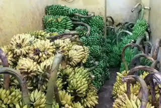 banana business