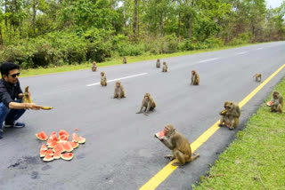 A Troop Of Monkeys Teaches Social Distancing