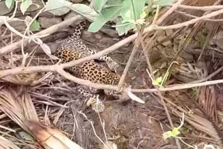 The leopard that fell into the well
