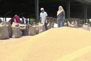 farmers in rohtak grain market