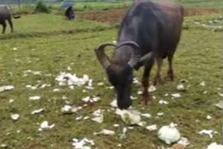 farmers-problems-in-vishaka-araku