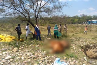 Truck crushed cows