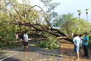 heavy rain in gokavaram mandal