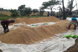 heavy rain at kottapet paddy damaged in east godavari district