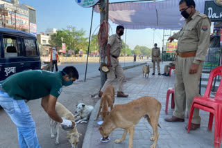 भूखे पशुओं को भोजन कराते ह्यूमन सोसाइटी इंटरनेशनल / इंडिया