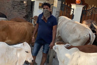 narasapuram goldsmith feeding cows everyday