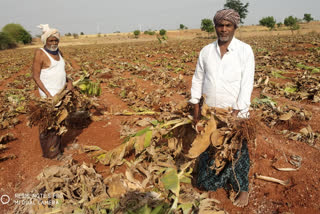 farmer lossed their banana crop